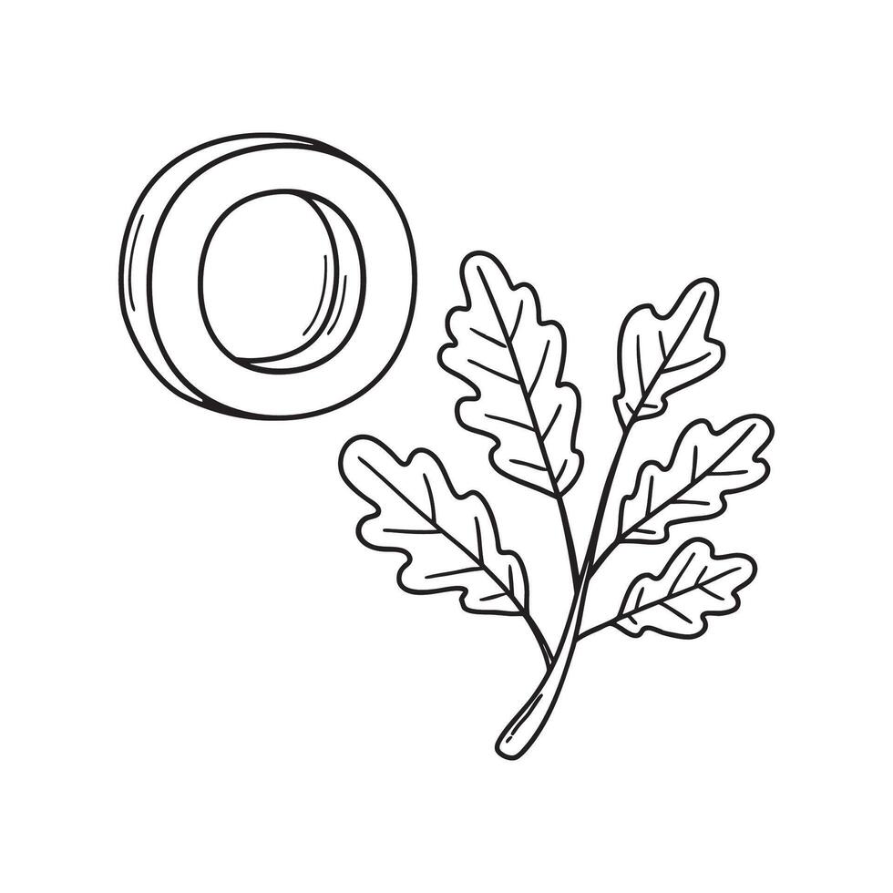 An illustration of letter O stand for Oak beside it vector