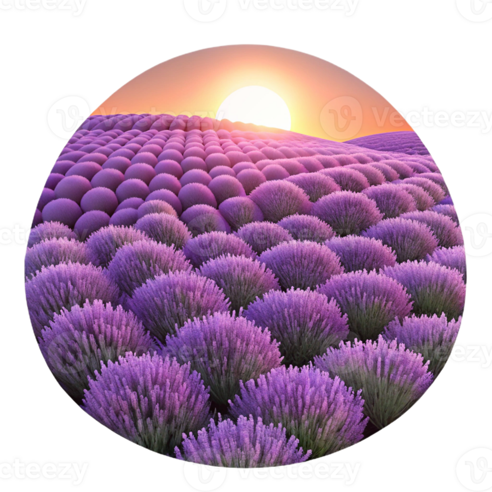 wonderful abstract A field of lavender at sunset, purple hues, romantic style authentic png