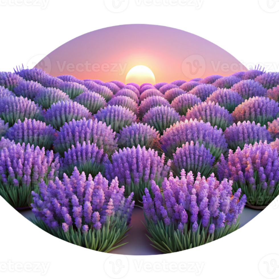 wonderful minimalist A field of lavender flowers at sunset, soft purple hues, Impressionist style professional png