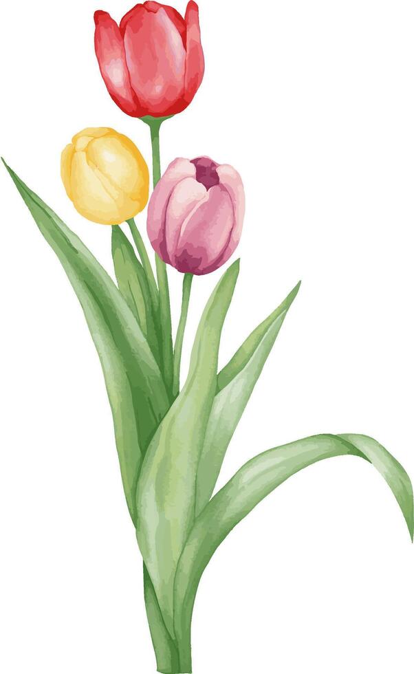 Watercolor bouquet of tulip flower with various vibrant color and leaves. Spring flower illustration for card, invitation and clip art. vector