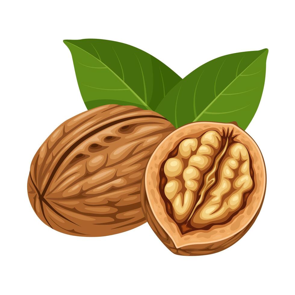 Illustration of walnut in shell, suitable as label or template, agricultural product packing. vector
