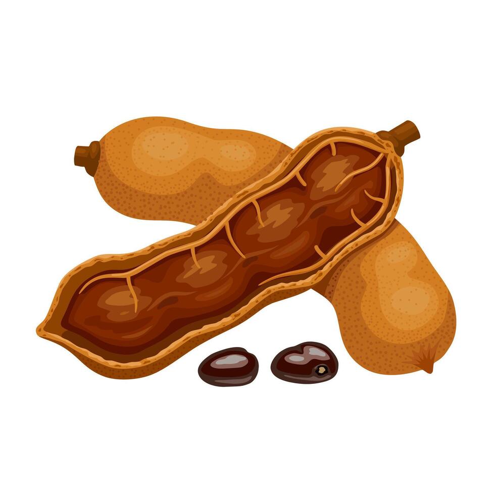 Illustration of Tamarind, scientific name Tamarindus indica, isolated on white background. vector