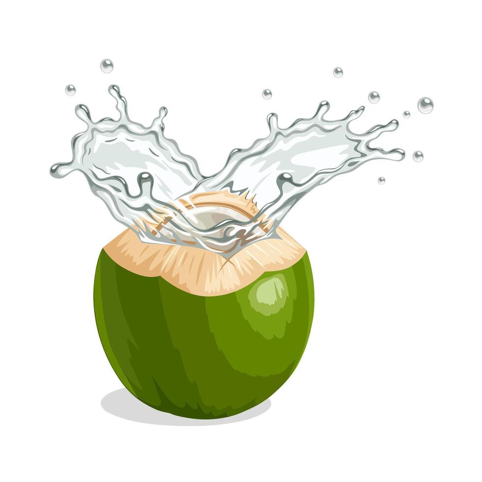 Illustration of a green young coconut with splashes of coconut water, isolated on white background. vector