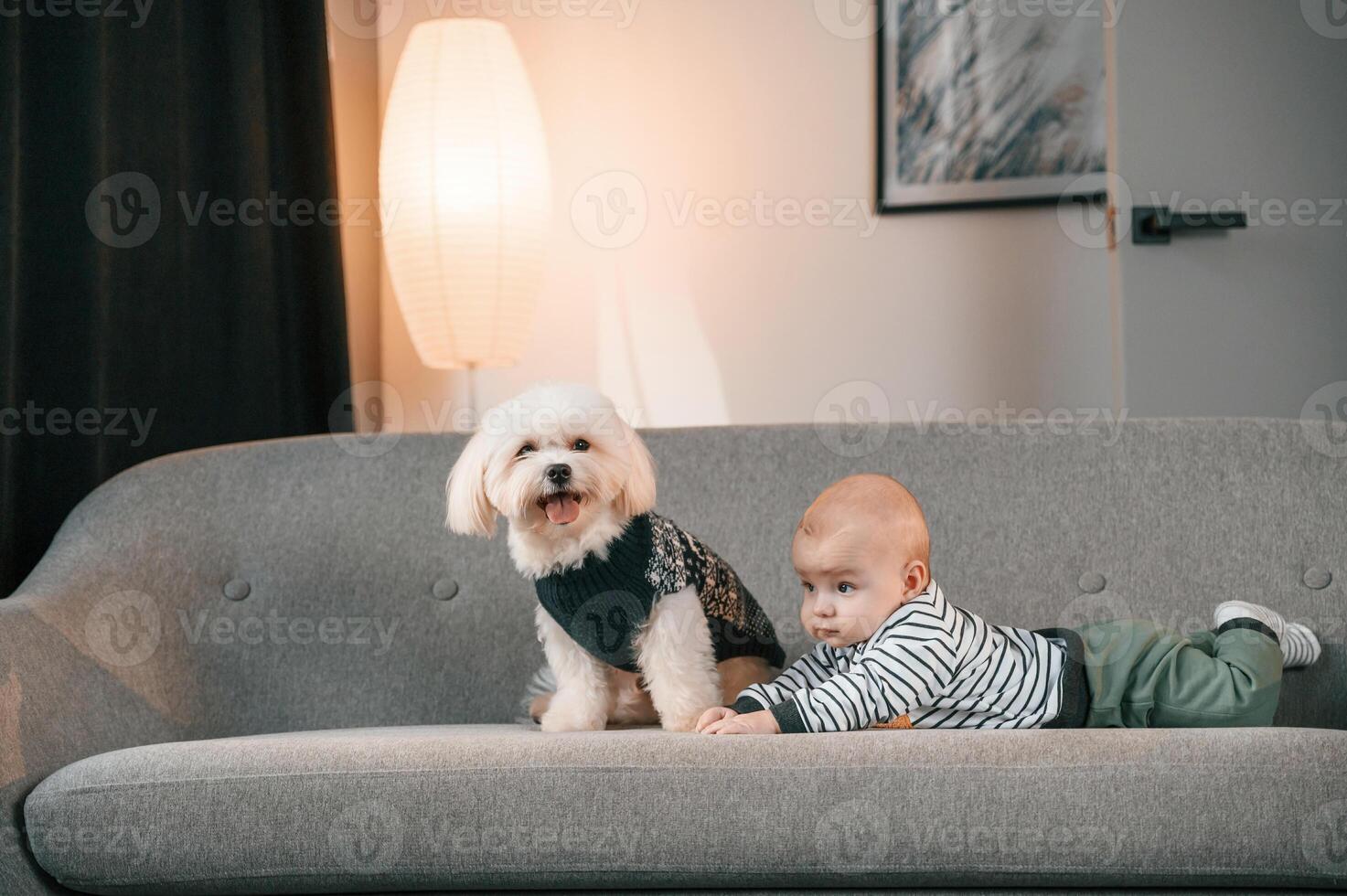 Toddler is on the sofa with maltese ,dog. Indoors at home photo