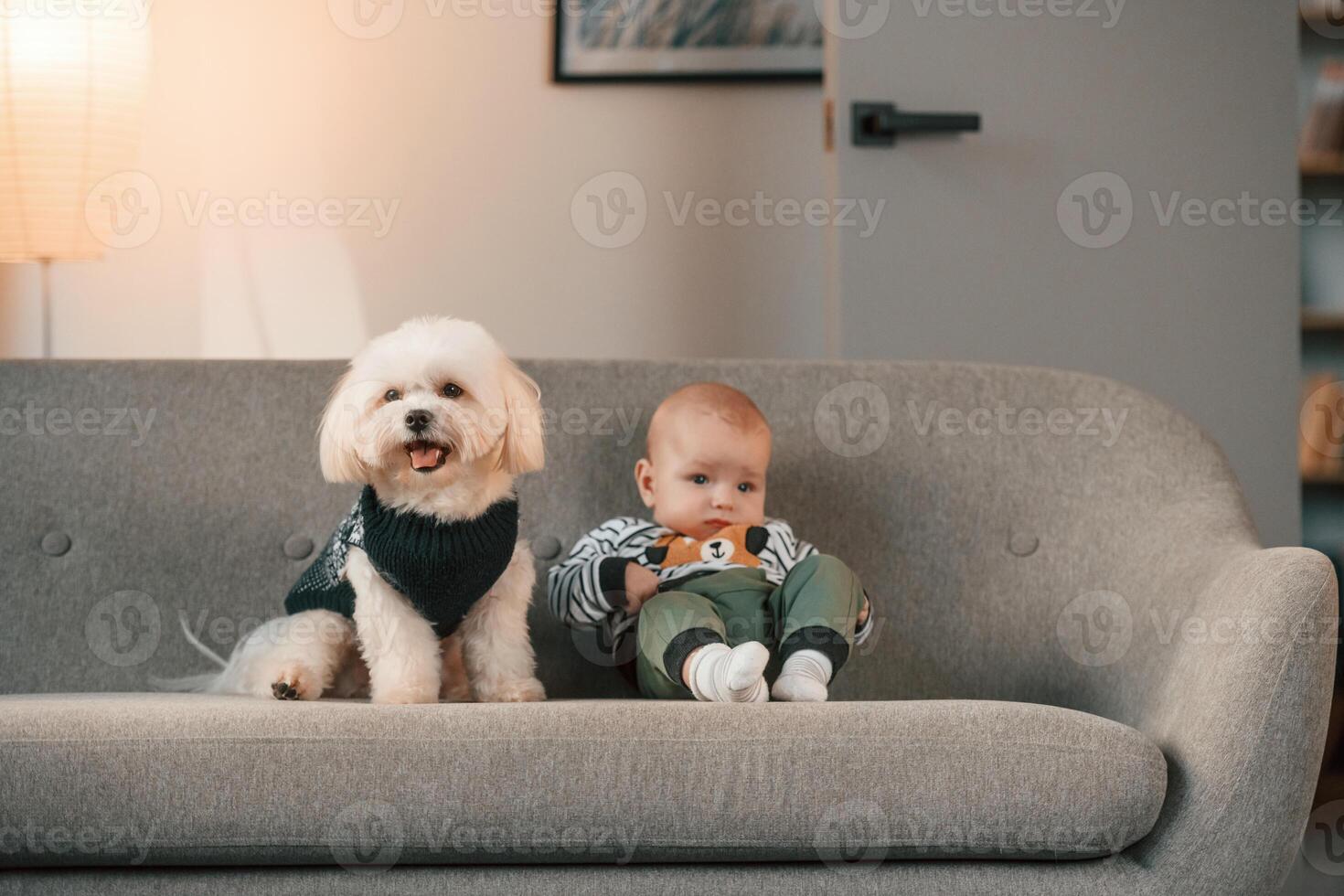 Animal is in black clothes. Toddler is on ,the sofa with maltese dog. Indoors at home photo