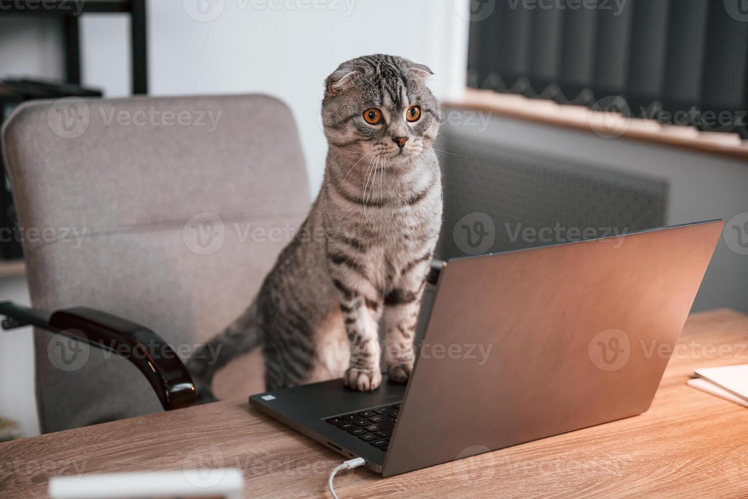 Cute scottish, fold cat is sitting by the table with laptop indoors photo
