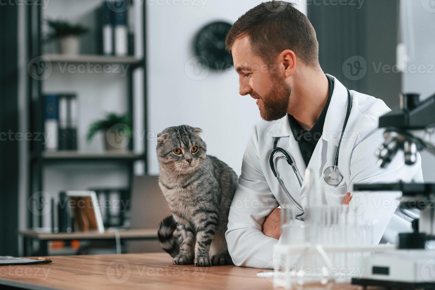 Animal is on, the table. Doctor is taking care of scottish fold gray tabby cat in the clinic photo
