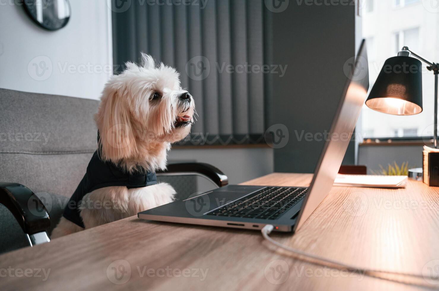 Maltese, dog is sitting by the table with laptop indoors in the office photo