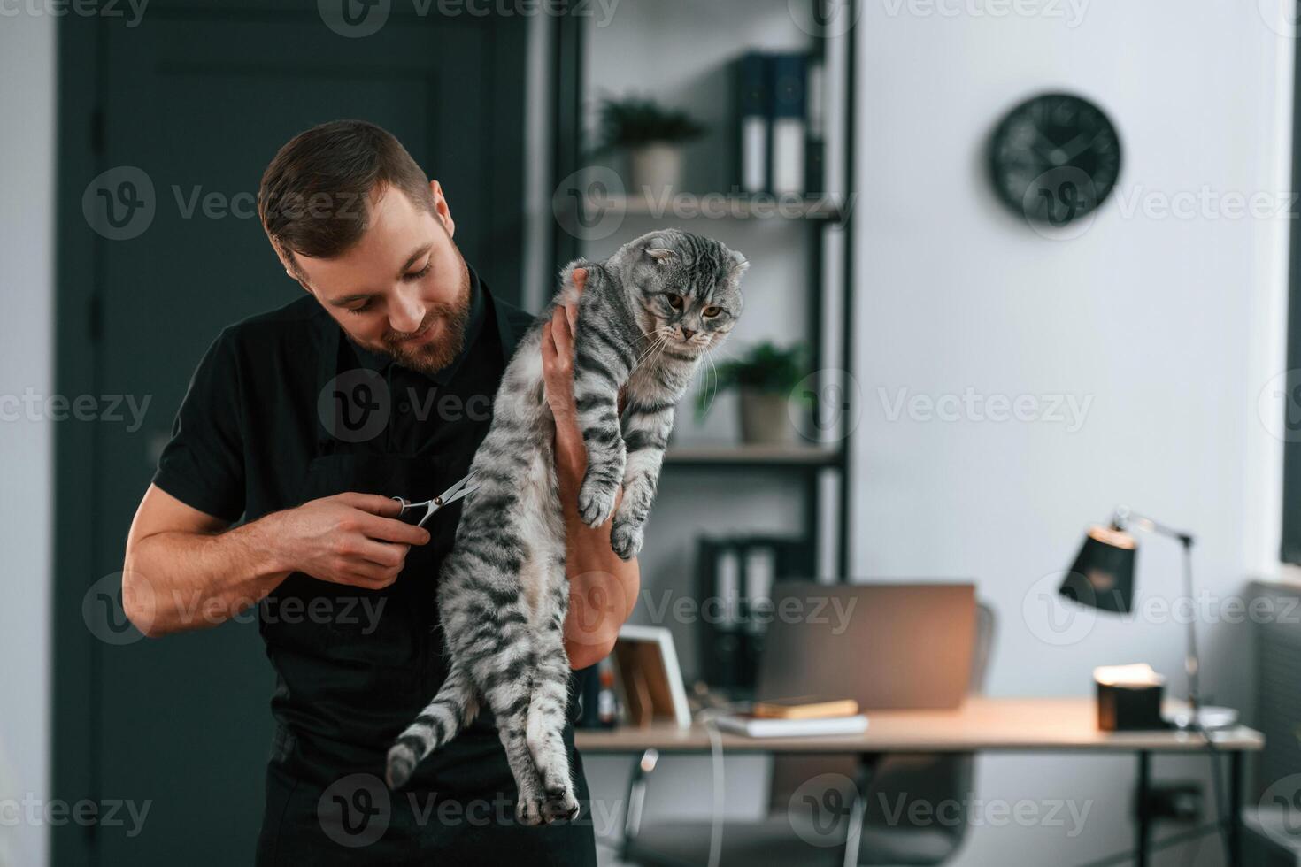 Man ,is using scissors to trim the hair. Groomer is taking care of scottish fold gray tabby cat indoors photo