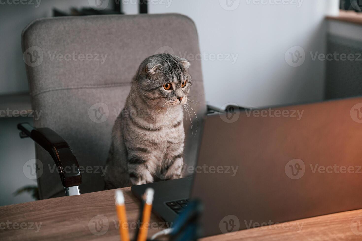 Looking ,at display. Cute scottish fold cat is sitting by the table with laptop indoors photo