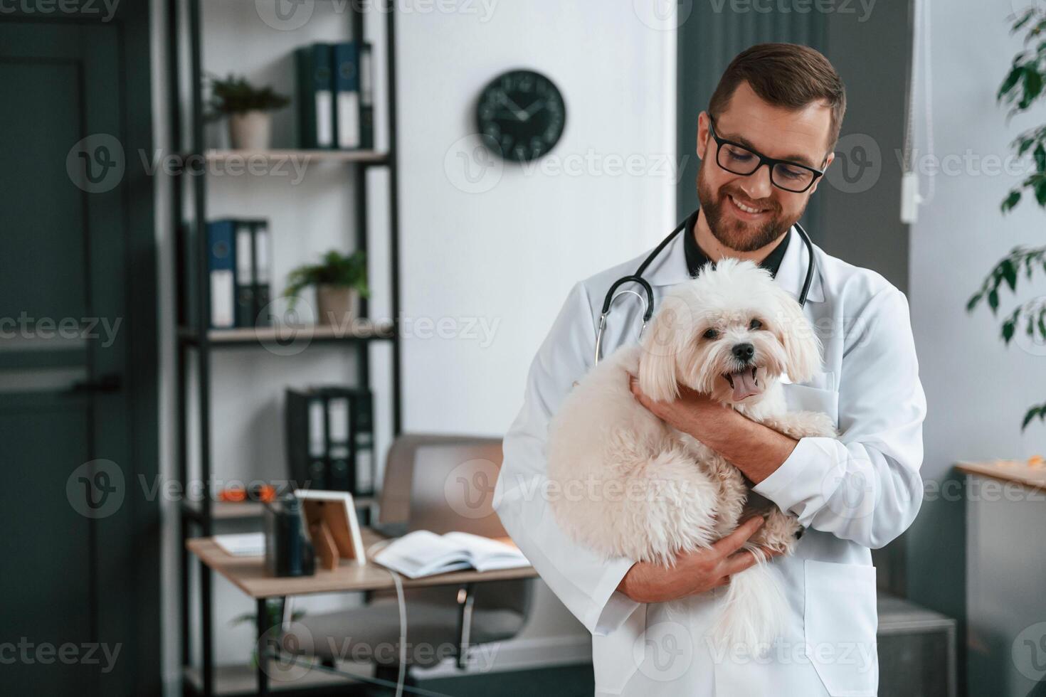 In, glasses. Doctor in white coat is standing and holding maltese dog in hands. In the clinic photo