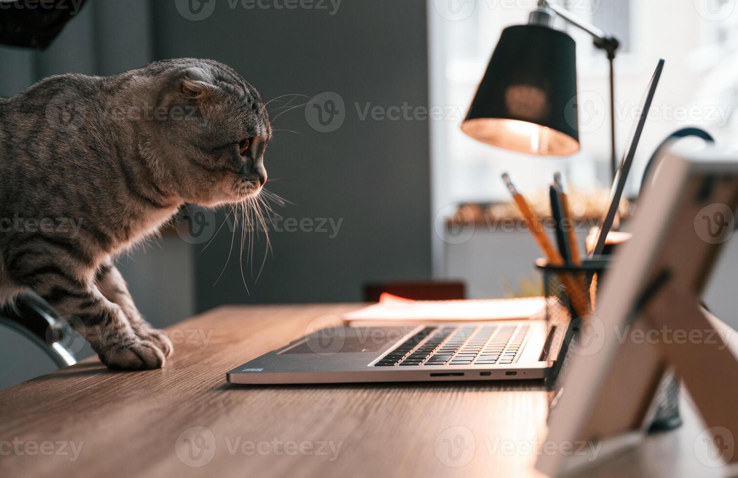Looking at, display. Cute scottish fold cat is sitting by the table with laptop indoors photo