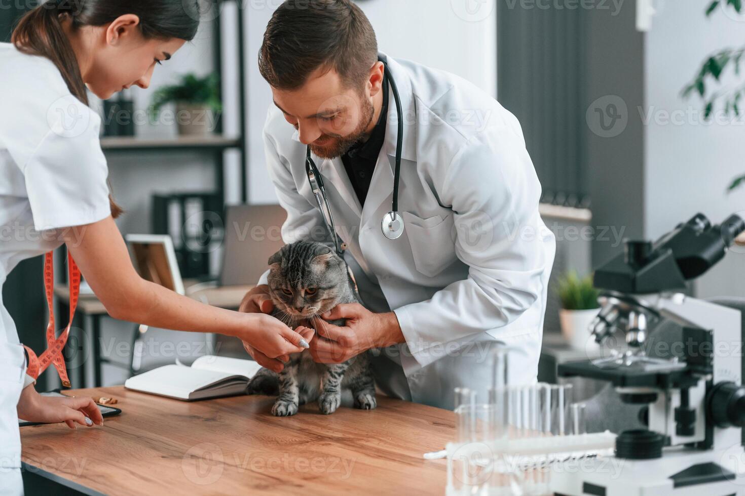 On the table with test tubes. Male and female ,doctors is taking care of scottish fold gray tabby cat in the clinic photo