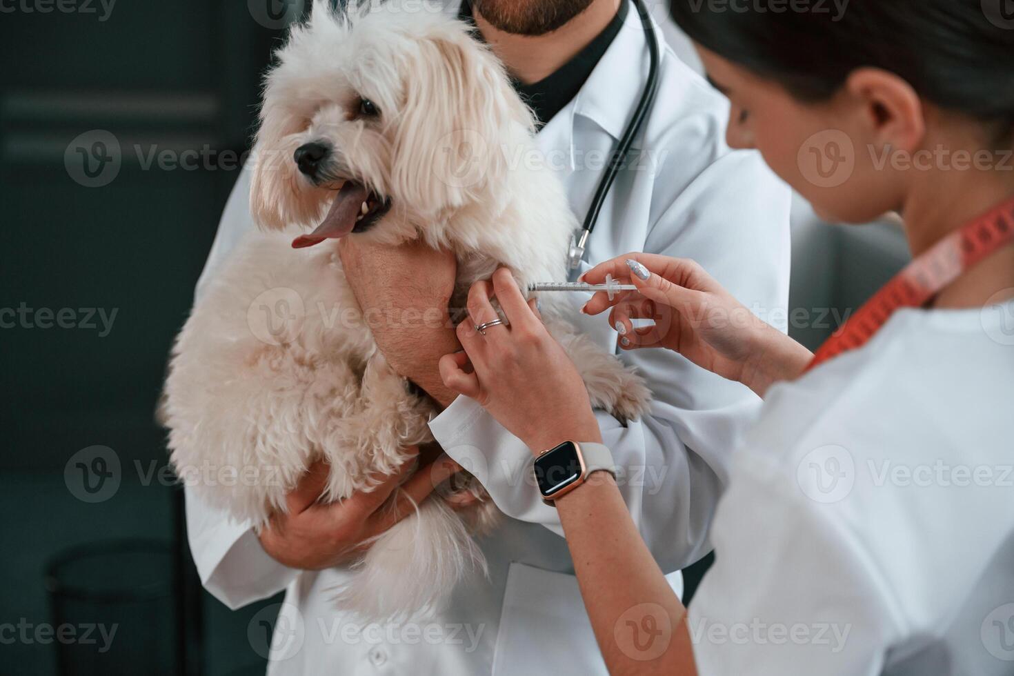 Process, of taking, the blood by syringe. Male and female doctors are taking care of maltese dog in the clinic photo