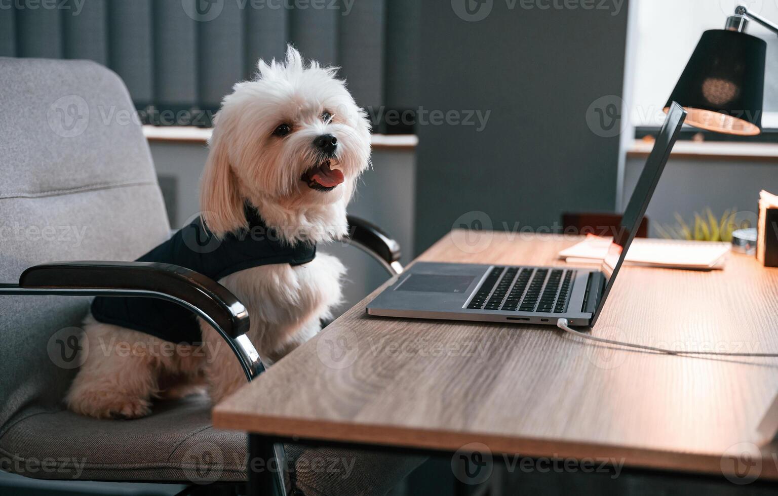 Maltese dog is sitting by, the table with laptop indoors in the office photo