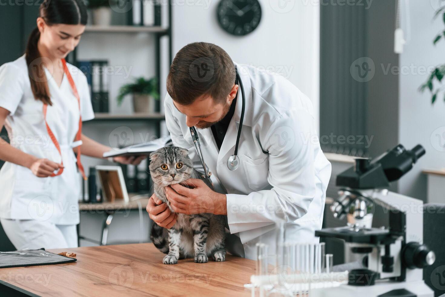 On the, table with test tubes. Male and female doctors is taking care of scottish fold gray tabby cat in the clinic photo