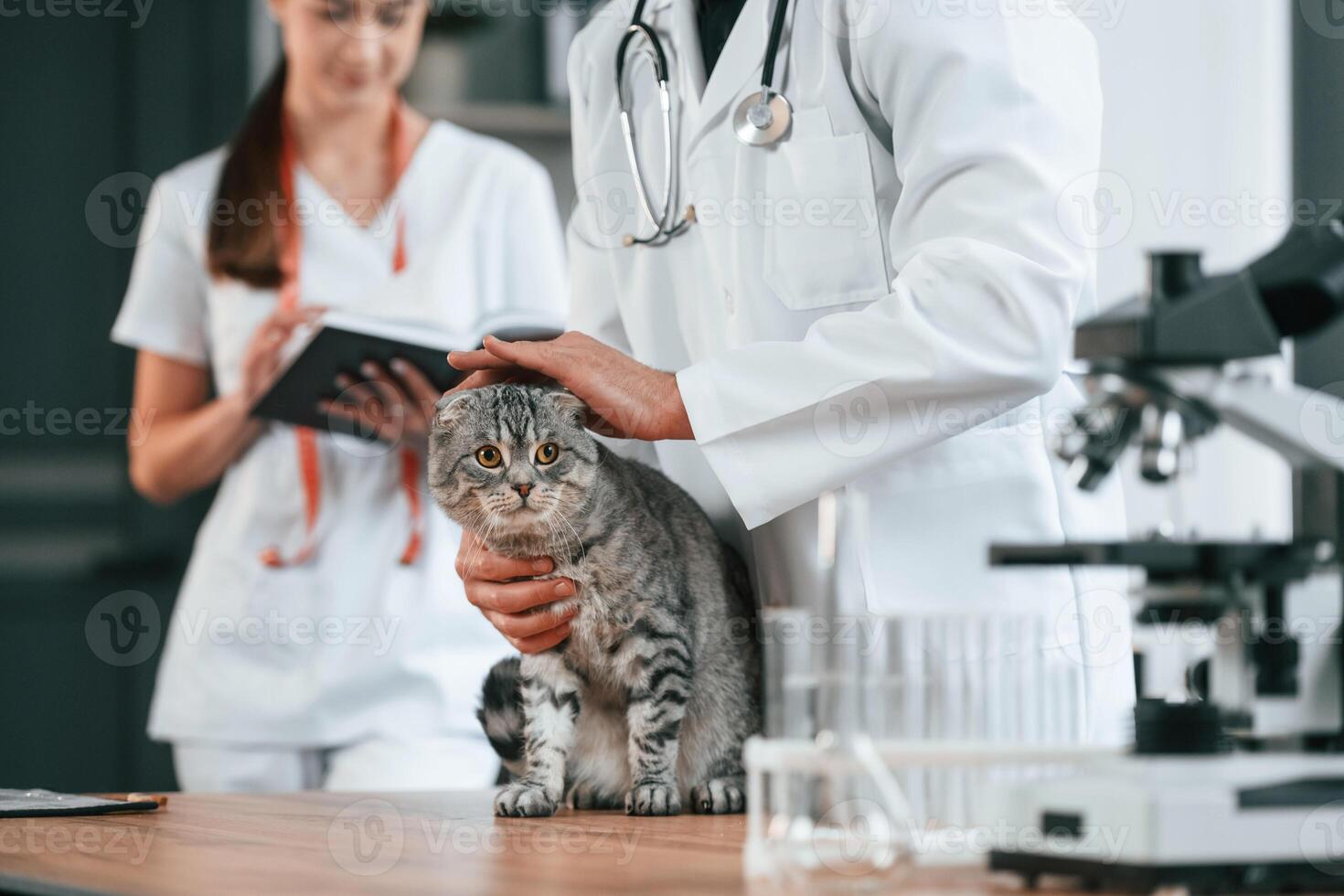 On ,the table with test tubes. Male and female doctors is taking care of scottish fold gray tabby cat in the clinic photo