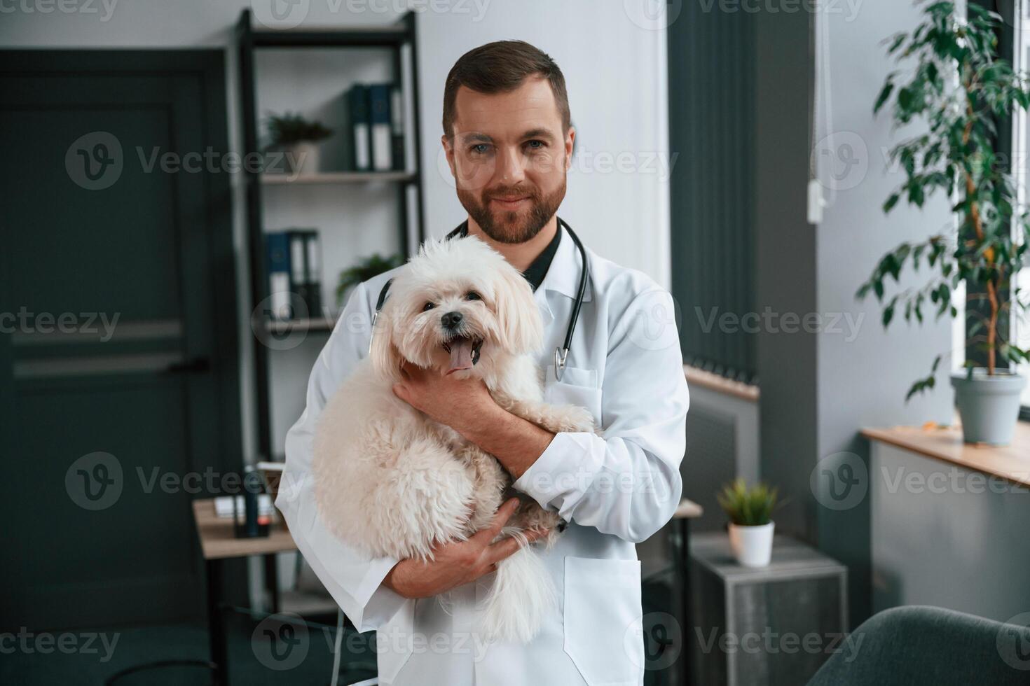 Doctor, in, white coat is standing and holding maltese dog in hands. In the clinic photo