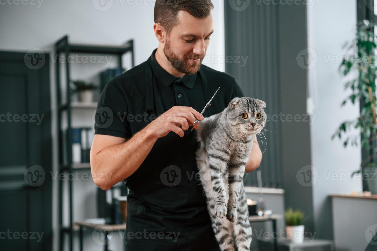 Man is using scissors to trim the hair. Groomer is taking care of scottish fold gray tabby cat indoors photo