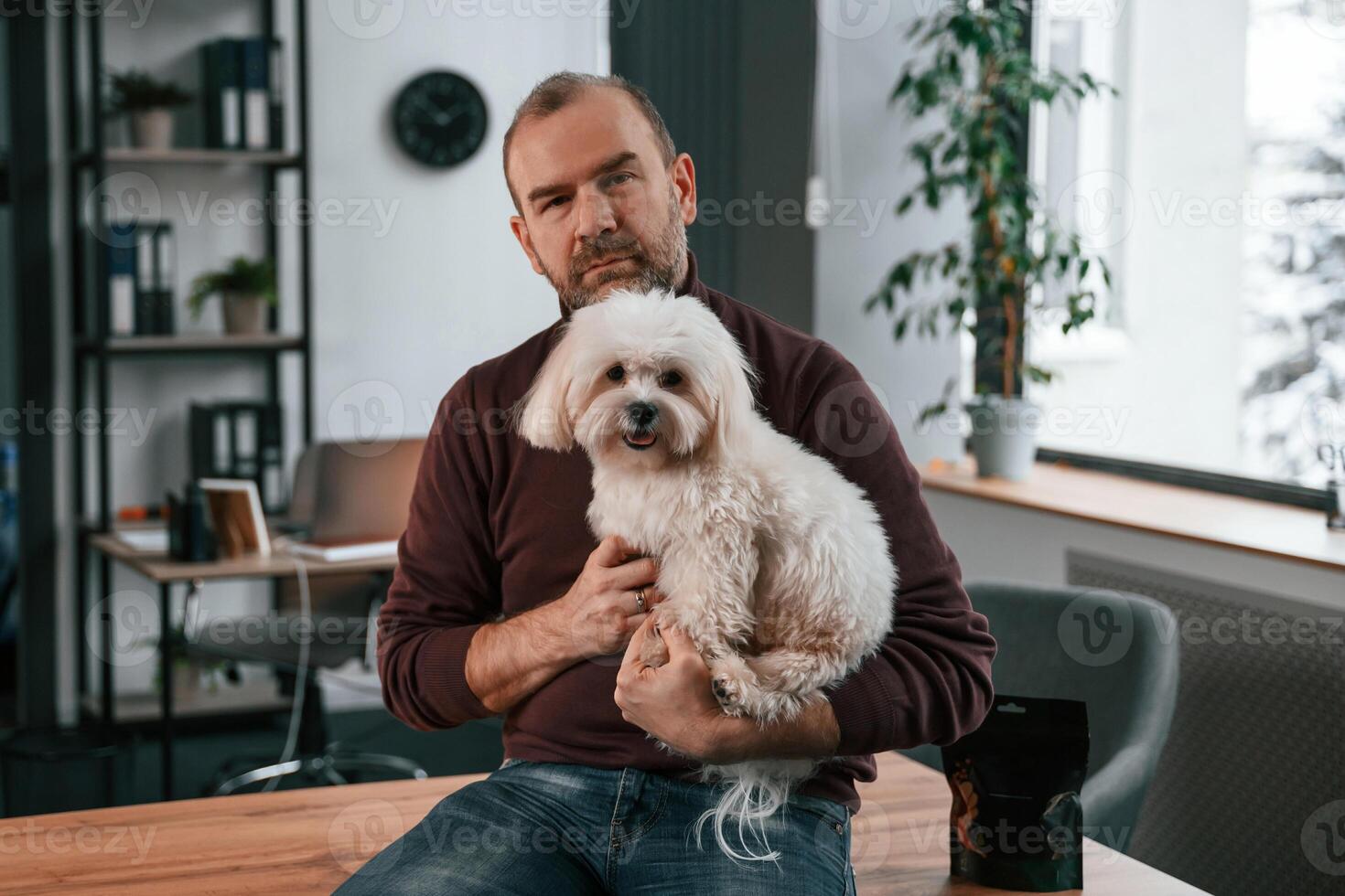 Sitting ,on the table. Man in casual, clothes is indoors with his cute maltese dog photo
