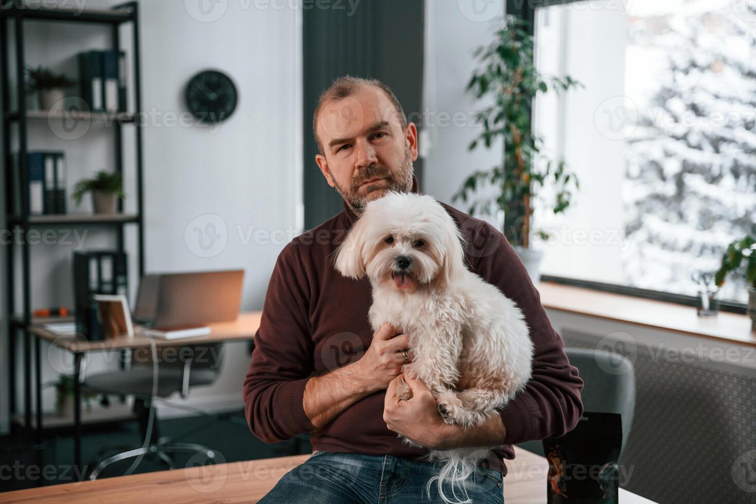 Sitting on the table. Man in casual clothes ,is indoors ,with his cute maltese dog photo