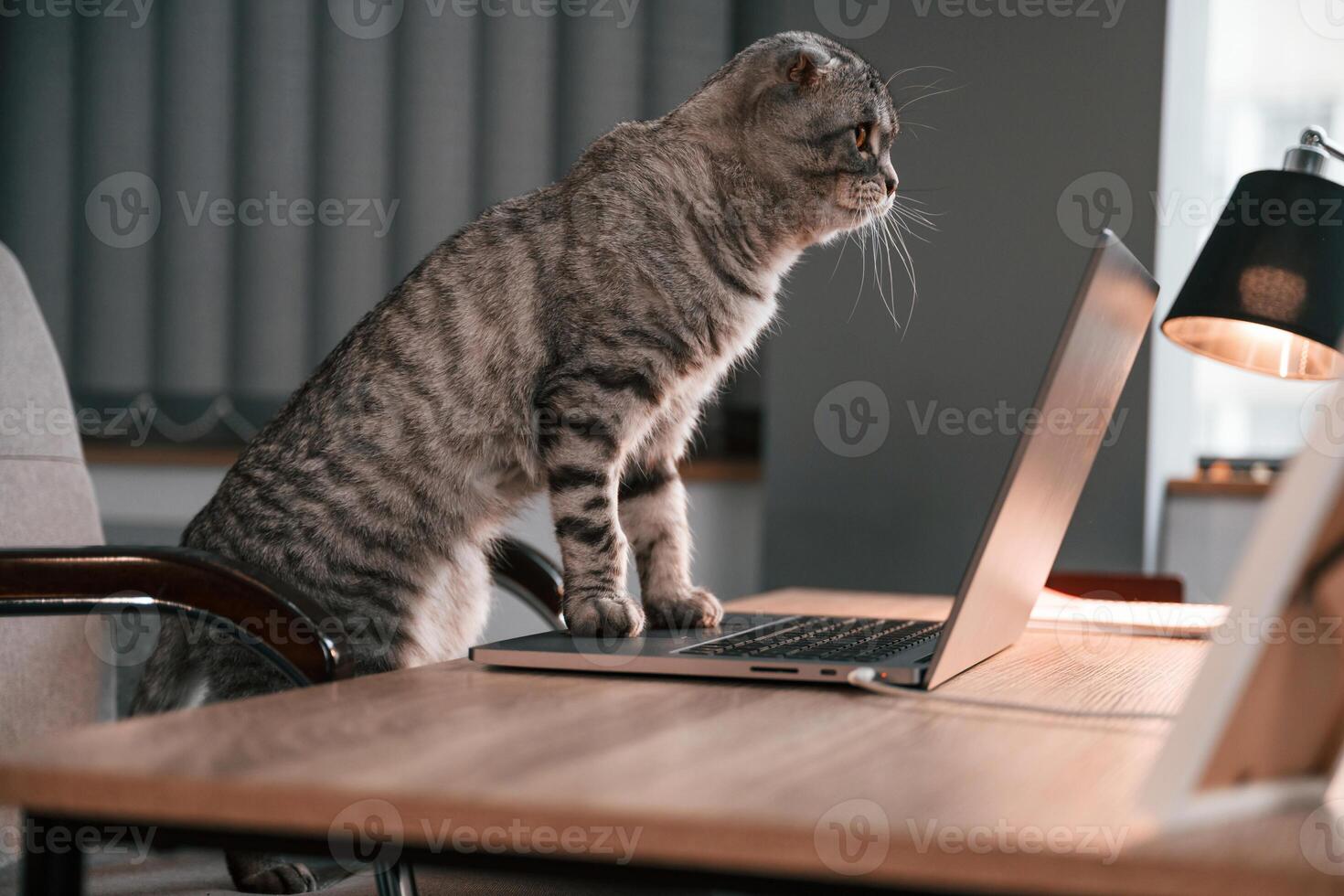 Side view. Cute scottish ,fold cat is standing by the table with laptop indoors photo