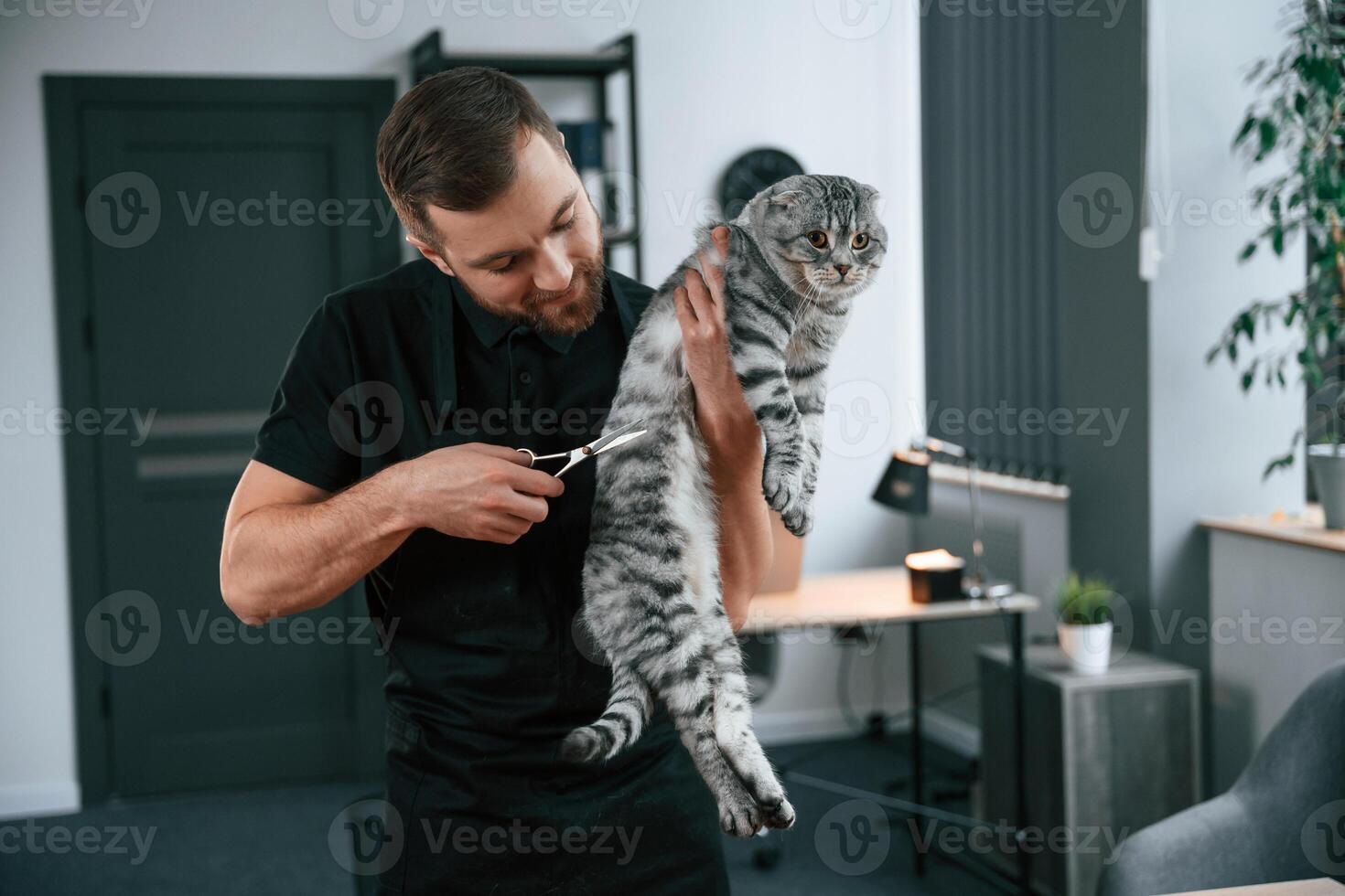 Man is using scissors to trim ,the hair. Groomer is taking care of scottish fold gray tabby cat indoors photo