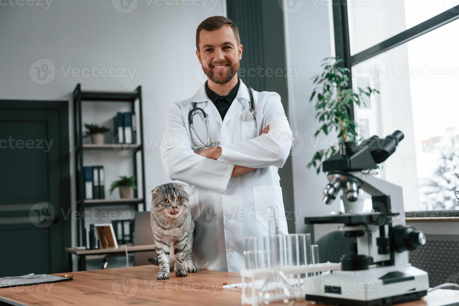 Animal is on the table. Doctor is taking care of scottish, fold gray tabby cat in the clinic photo