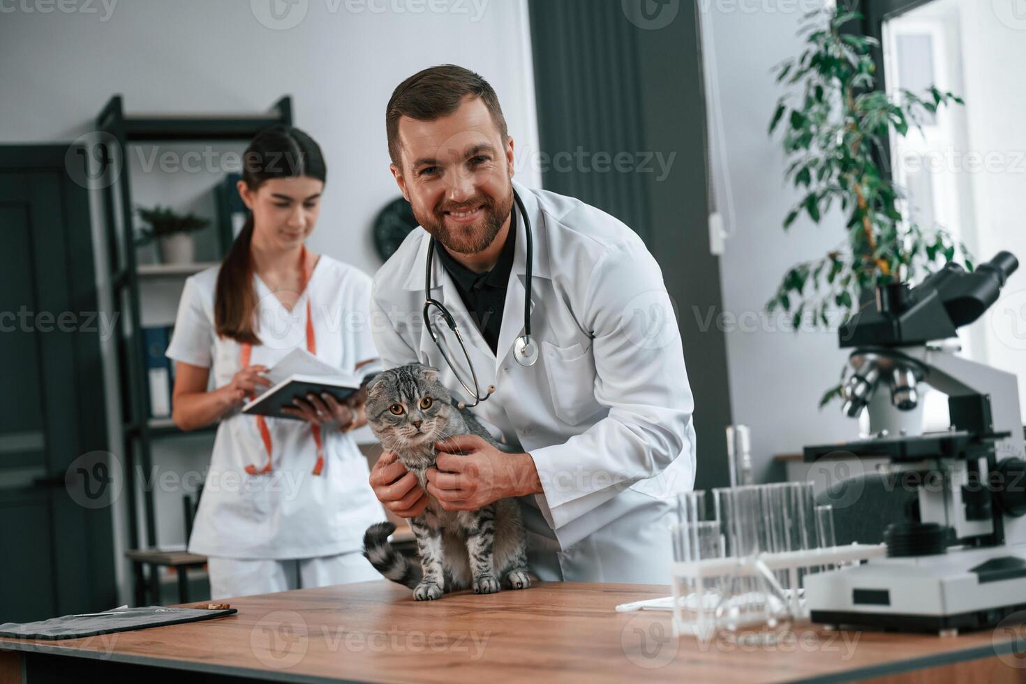 On the table ,with test tubes. Male and female doctors is taking care of scottish fold gray tabby cat in the clinic photo