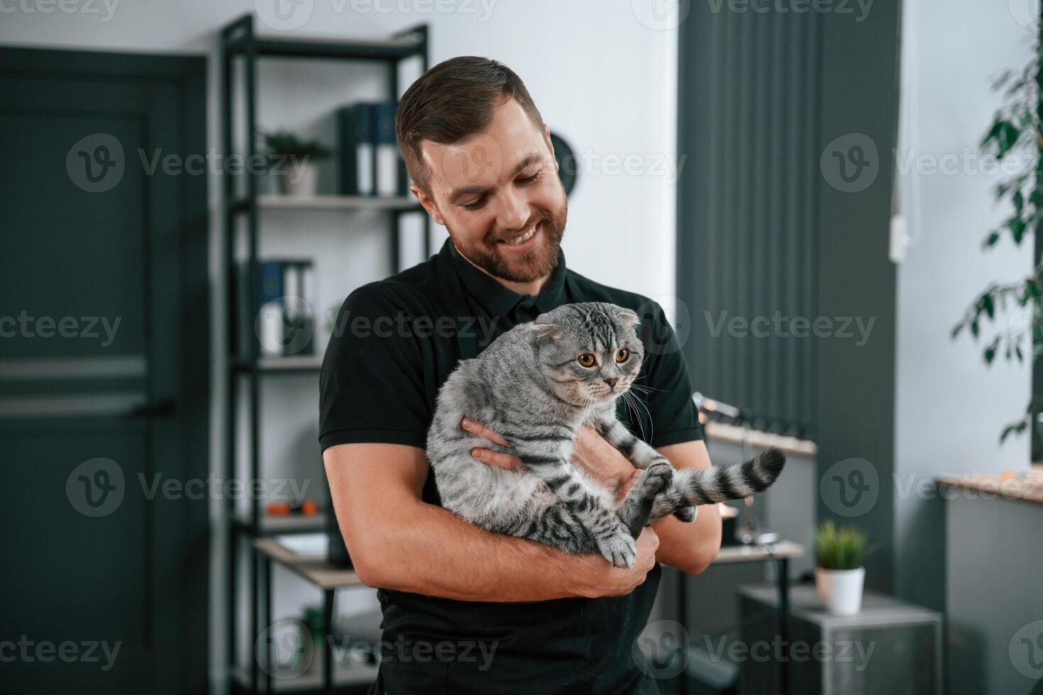 Man is holding the animal in hands. Groomer, is taking care of scottish fold gray tabby cat indoors photo