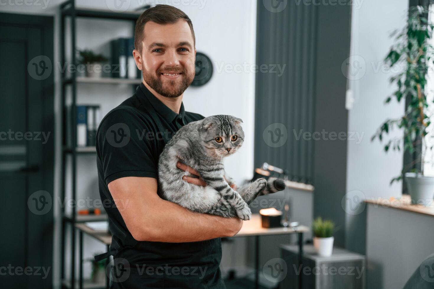 Man is holding the animal in hands.. Groomer, is taking care of scottish fold gray tabby cat indoors photo