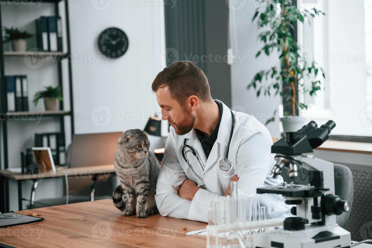 Animal is on the table. Doctor ,is taking care of ,scottish fold gray tabby cat in the clinic photo