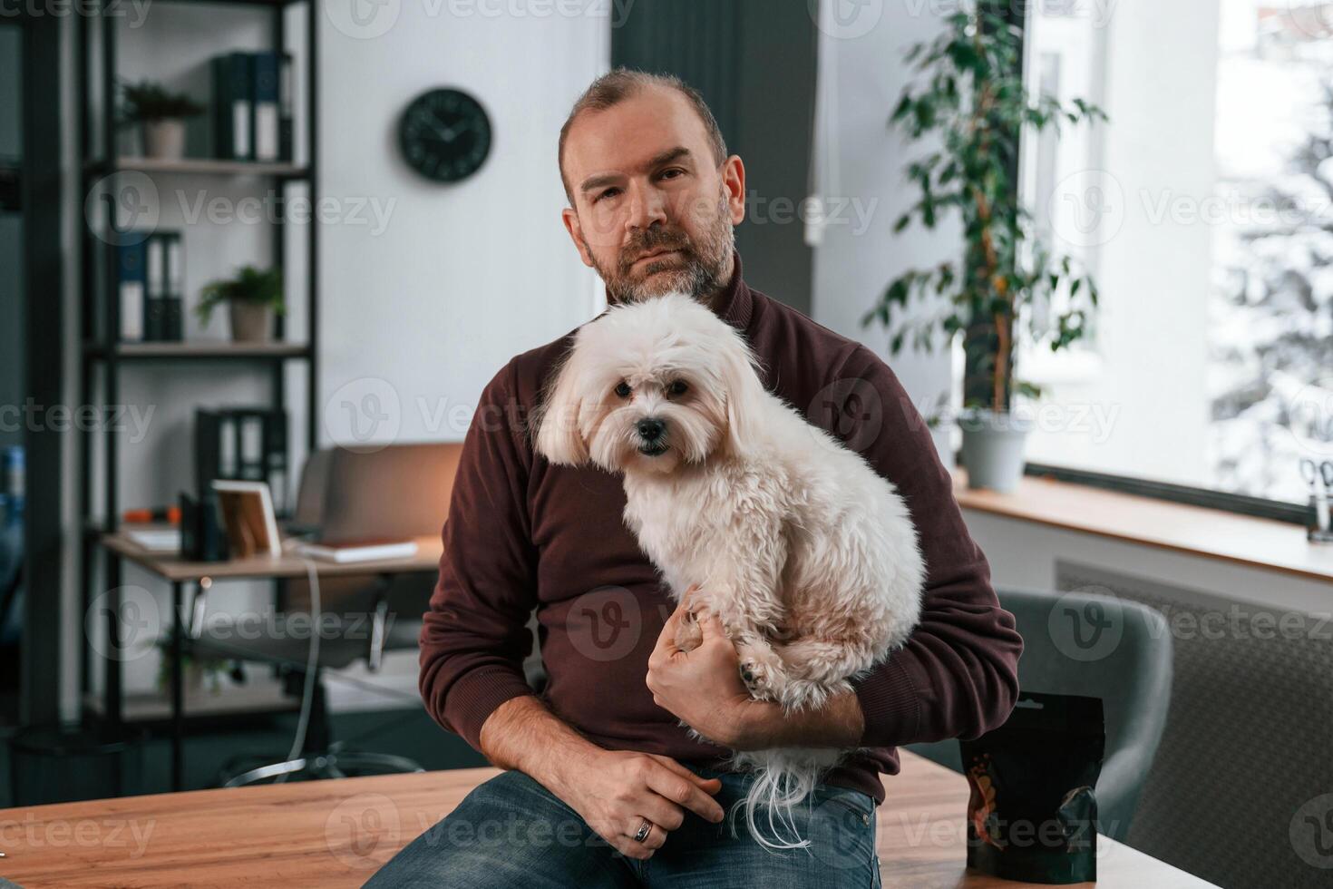 Sitting ,,on the table. Man in casual clothes is indoors with his cute maltese dog photo