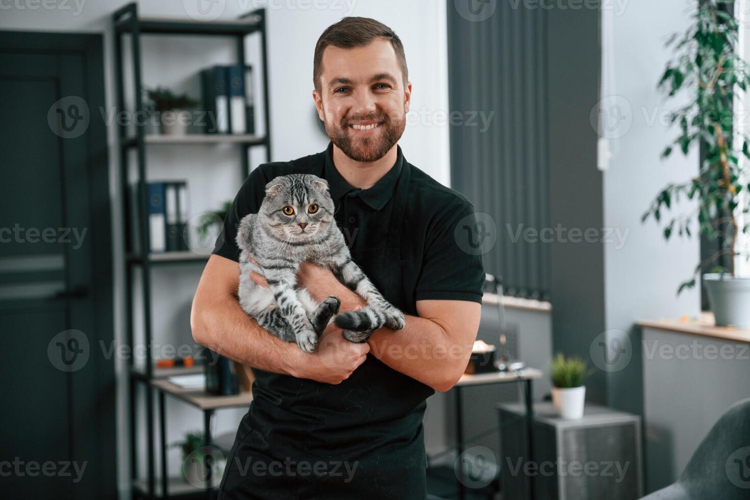 Man is, holding the animal in hands. Groomer is taking care of scottish fold gray tabby cat indoors photo