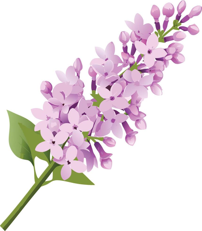 Beautiful Lilac Blossom Branch with Delicate Purple Flowers and Green Leaves vector