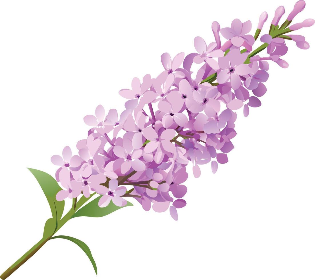 A Stunning Bouquet of Delicate Lilac Blossoms in Full Bloom on a Branch vector