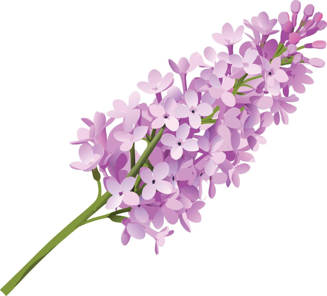 Beautiful Lilac Branch with Delicate Purple Blossoms and Green Stem Isolated on White Background vector