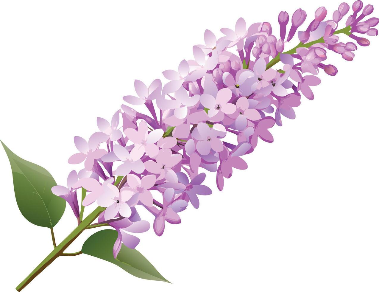 A Beautiful Lilac Branch with Delicate Purple Blossoms and Lush Green Leaves vector