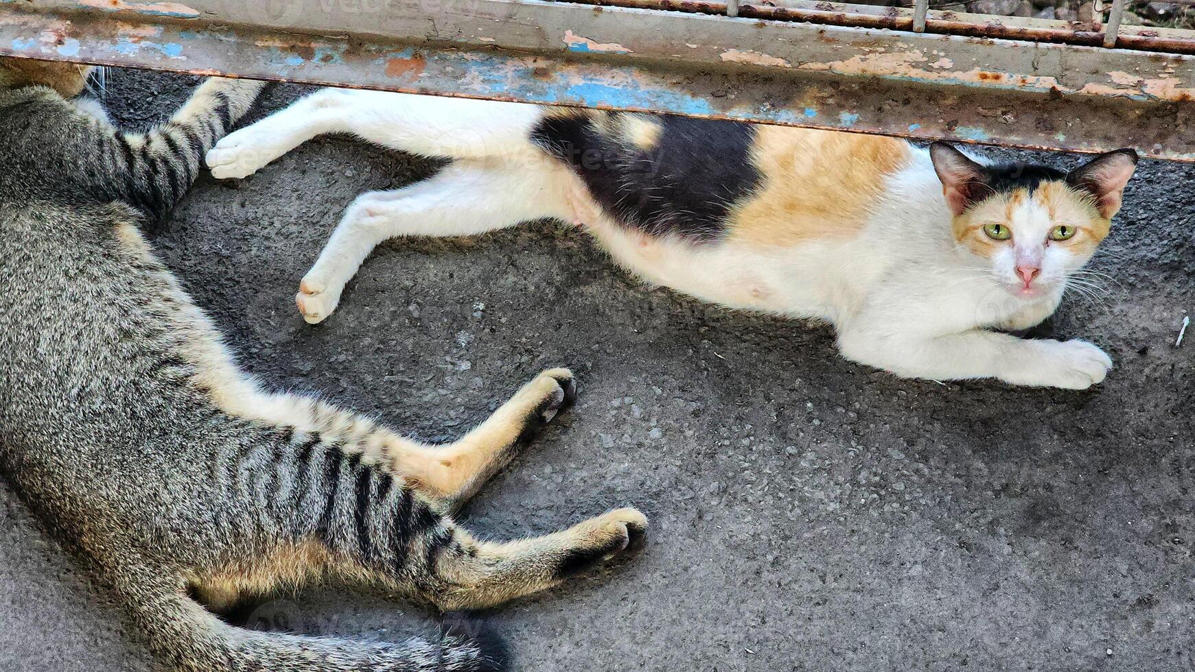 two cats laying on the ground near a metal gate photo
