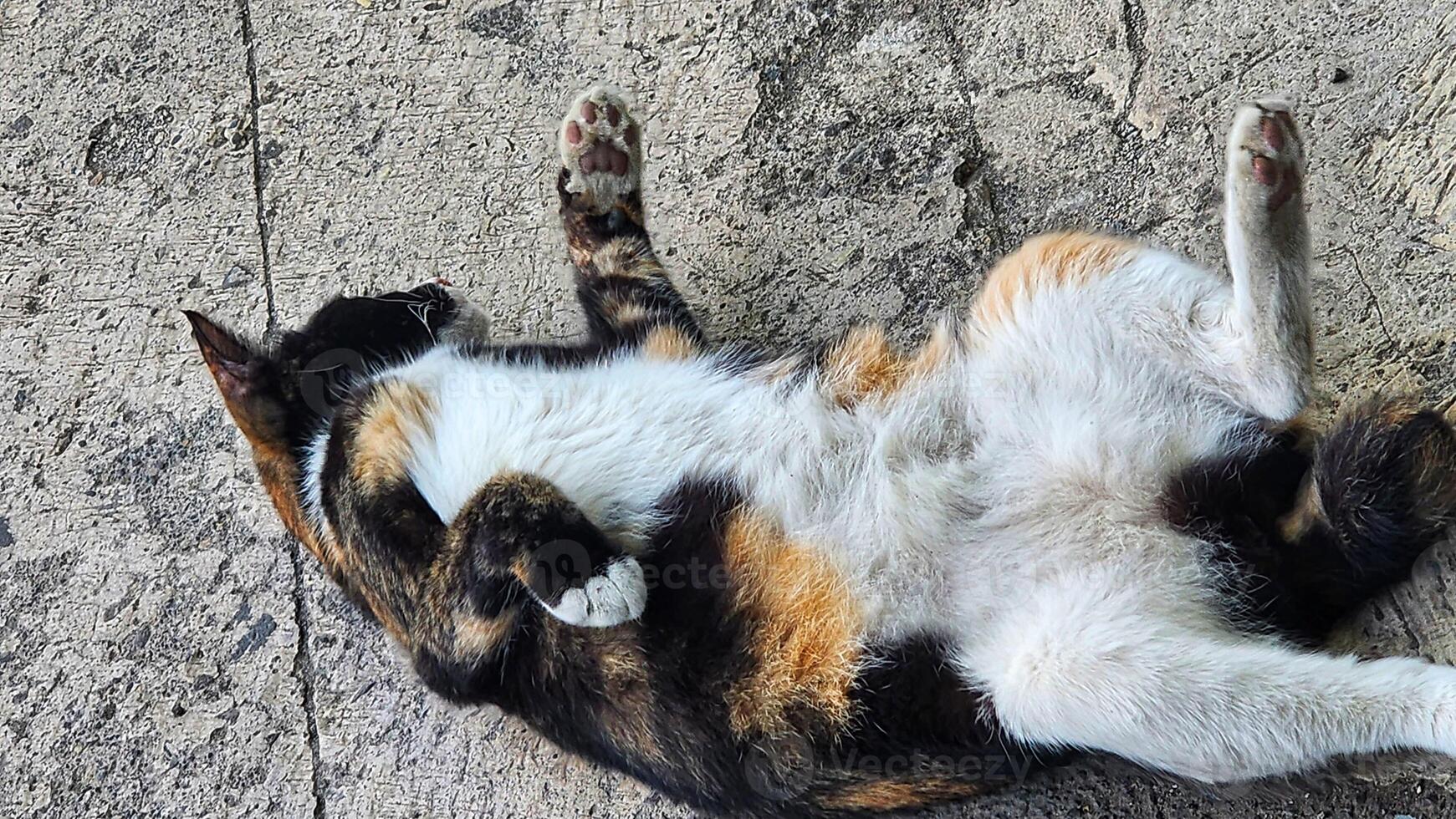 a calico cat rolling around on its back photo