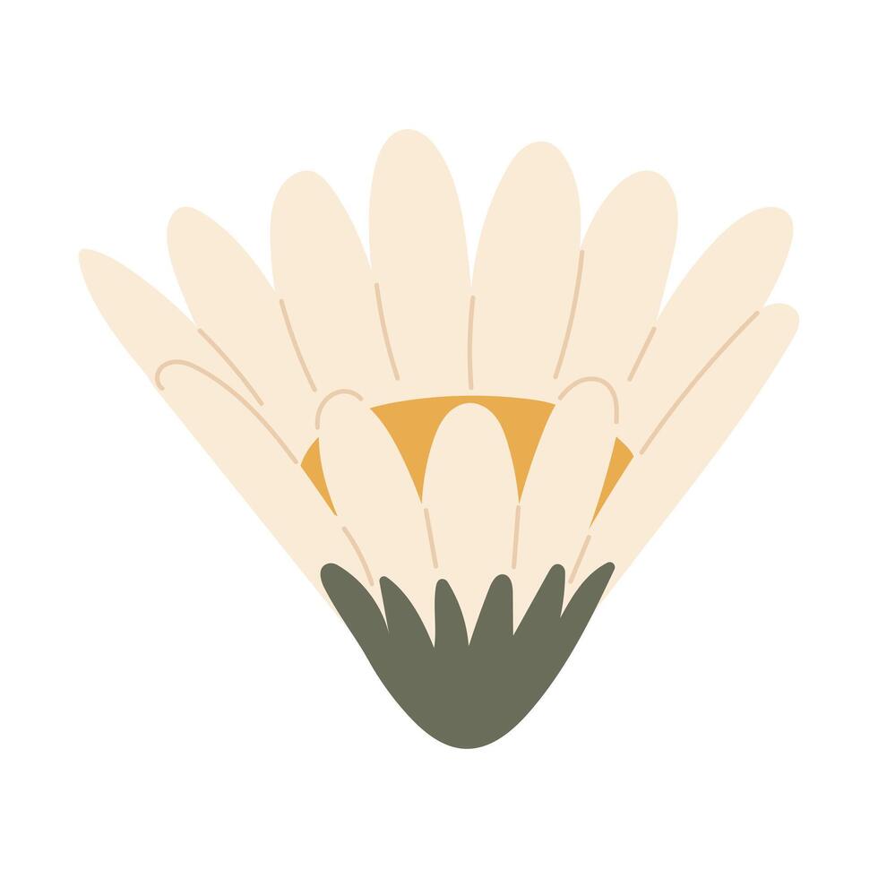 ElegDaisy flower with petals vector