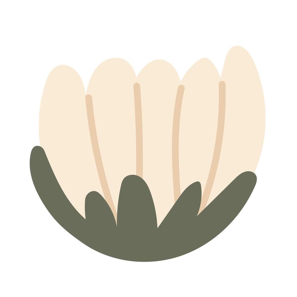 Fresh daisy in closeup vector