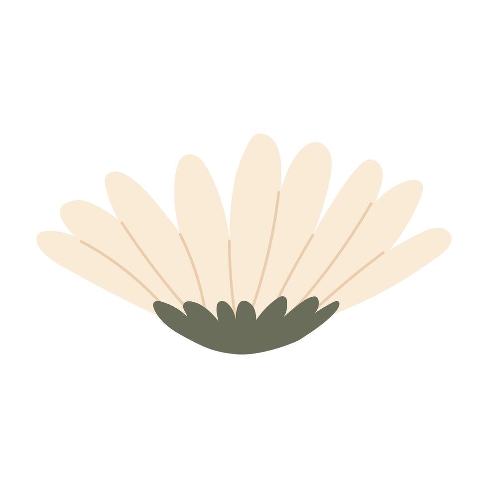 Delicate chamomile illustration vector