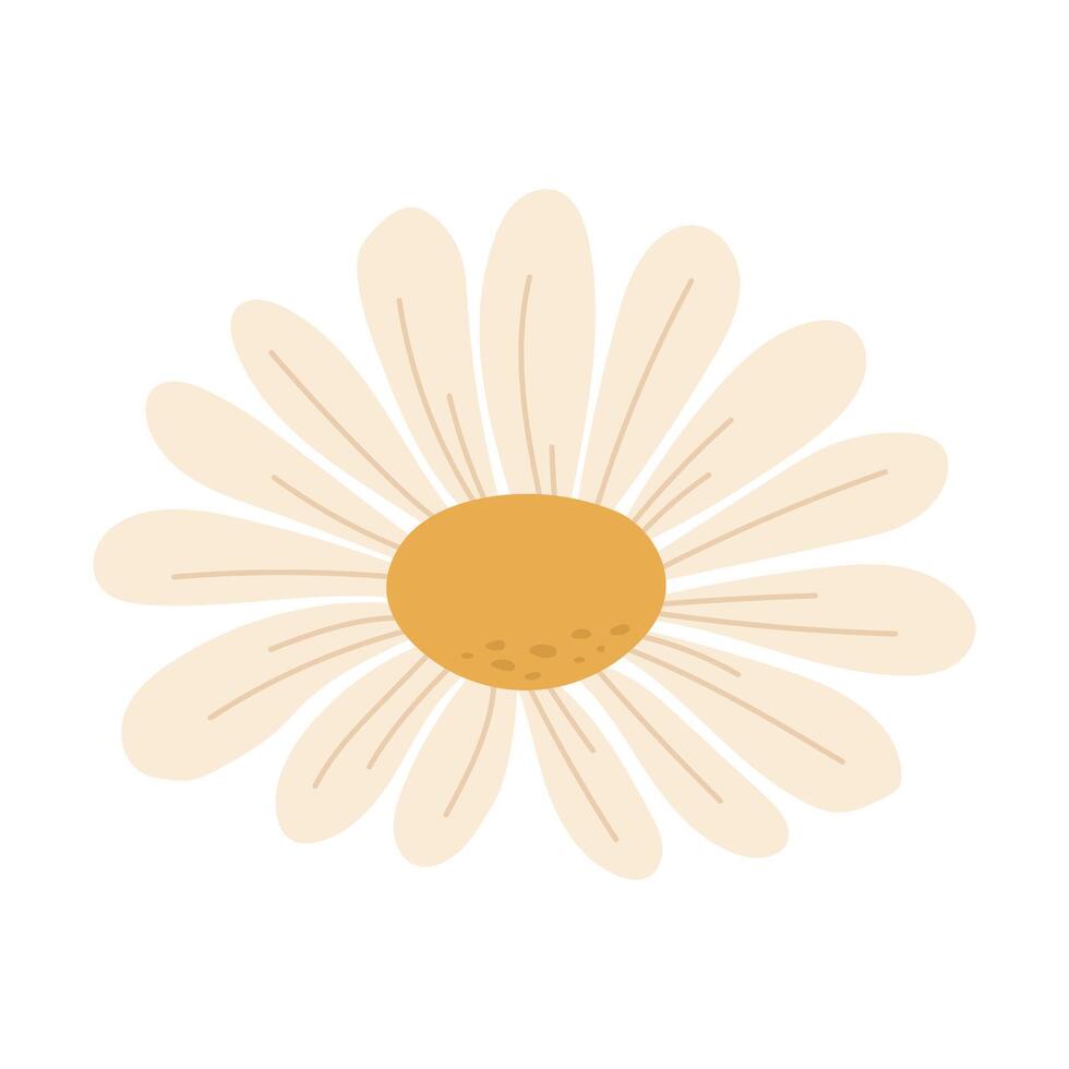 Daisy blooming under sunlight vector