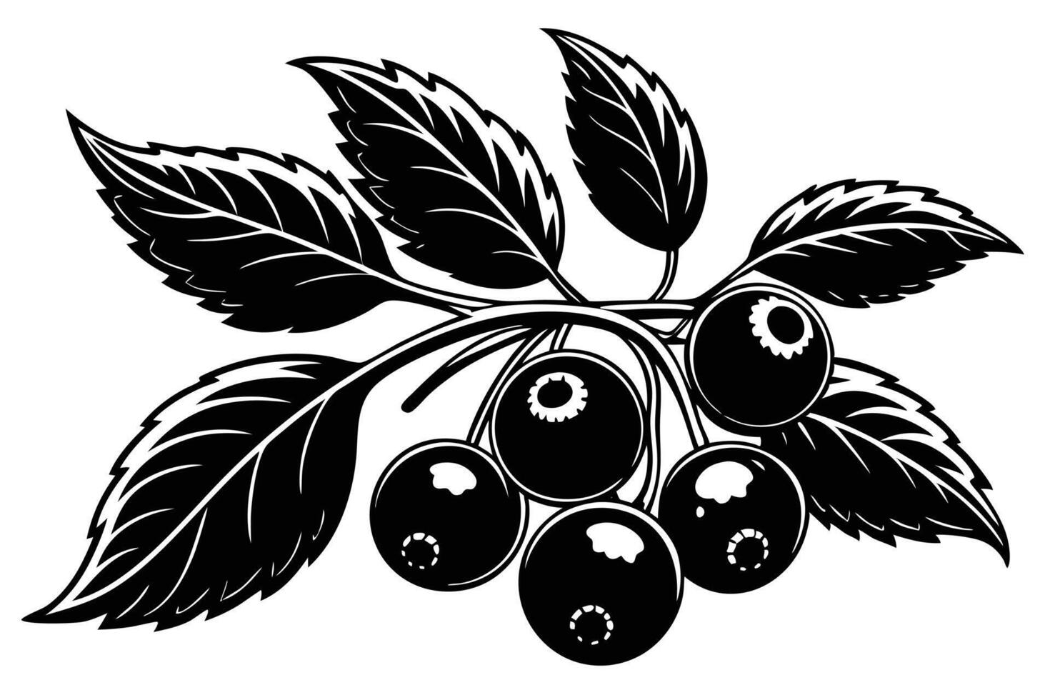 Its Black and white illustration of a branch of berries and leaves. vector