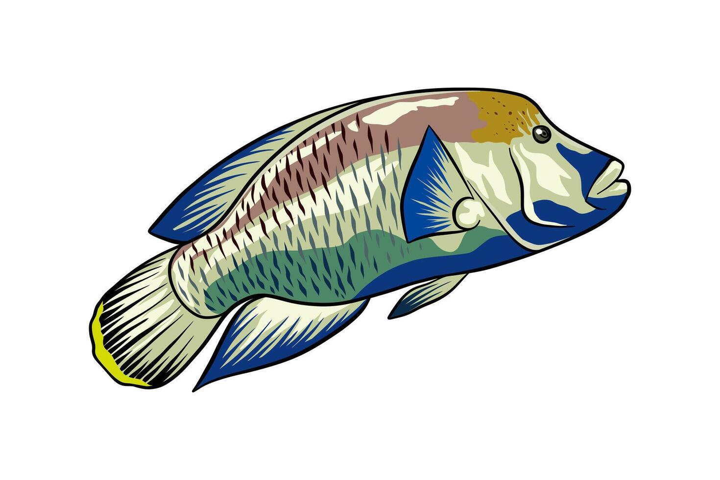 illustration of napoleon fish swimming vector