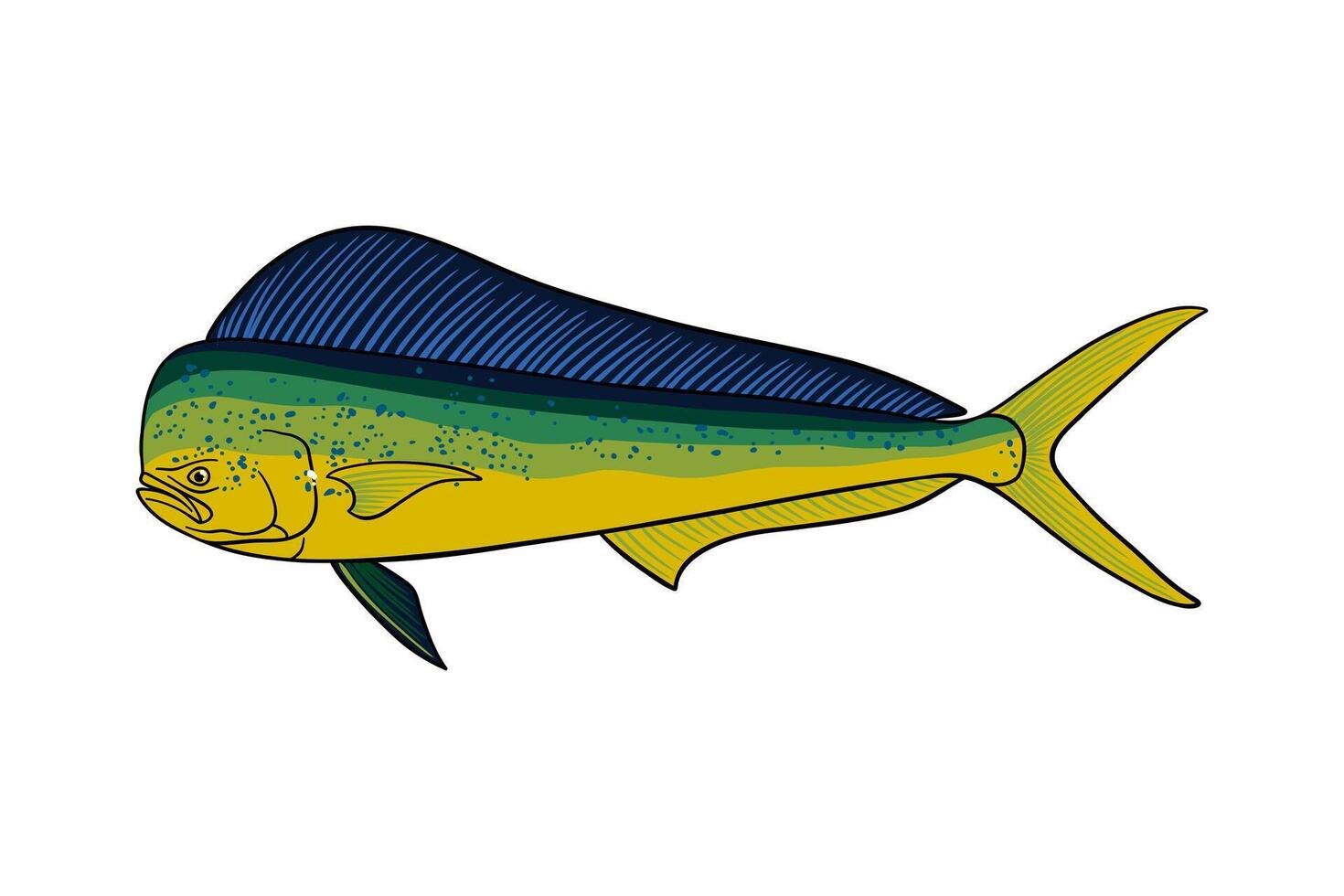 hand drawn mahi-mahi fish illustration vector