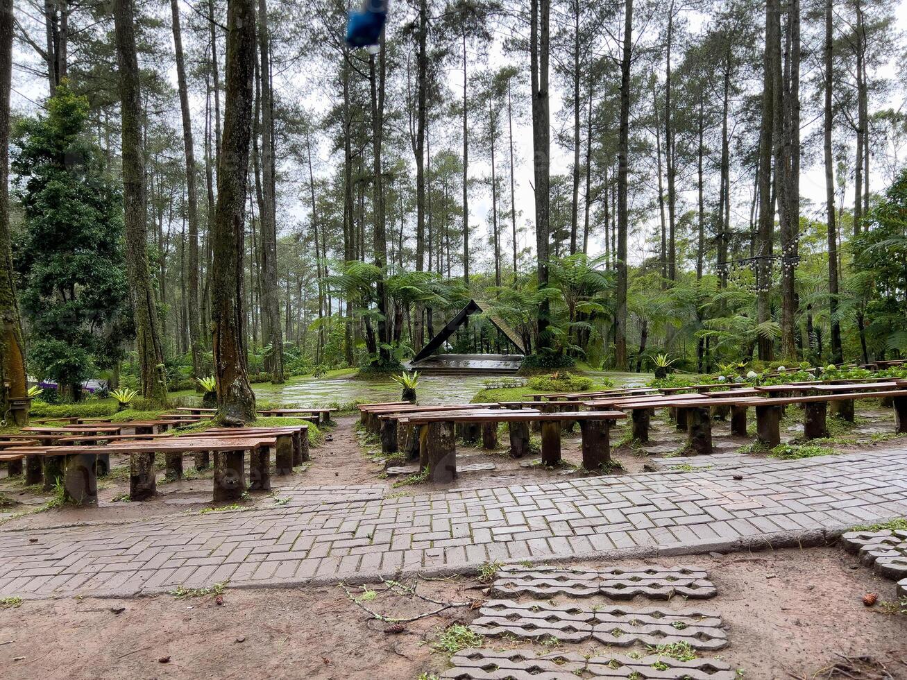 In the middle of a lush and serene forest, there is a beautiful row of rustic wooden benches for visitors to enjoy natures peace or to hold an event like wedding or party photo