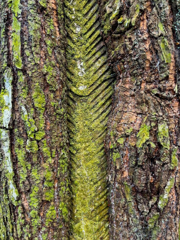 This is a closeup image of a beautifully textured tree trunk showcasing vibrant moss and distinct, unique patterns photo