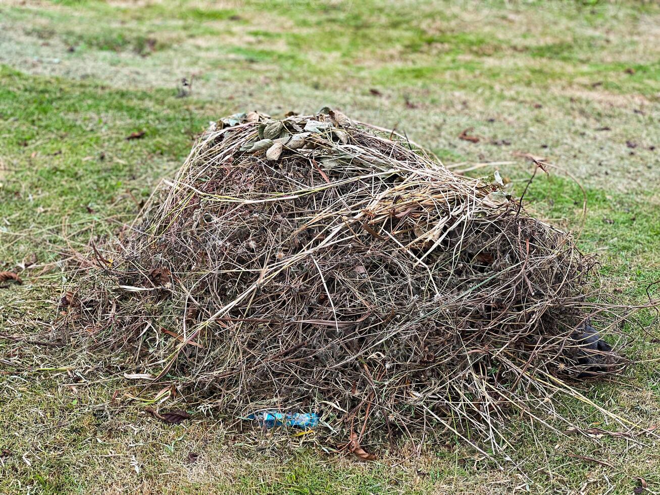 A small pile of dry branches and leaf is currently sitting peacefully on the soft grass beneath it, surrounded by various other natural elements photo